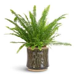Nolan Plant Pot - Pine -Garden Potted Plant Shop Nephrolepis exaltata Bostoniensis Boston Fern 17x40cm Nolan Plant Pot Pine 21x20cm 56d29545 5d1b 4808 a278 0d2e33035bfd