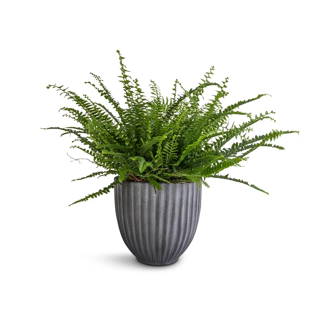 Lagos Plant Pot - Anthracite 2 Lagos Plant Pot - Anthracite - Image 2