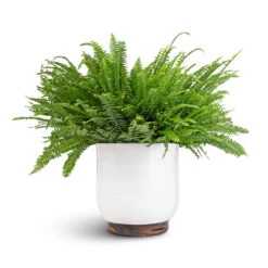 Jayla Plant Pot - White 12 Jayla Plant Pot - White -Garden Potted Plant Shop Nephrolepis exaltata Bostoniensis Boston Fern 19x50cm Jayla Plant Pot White 27x25cm 6a1b5f44 5ef9 40f1 aabd 36c720360485