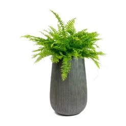 Patt High Plant Vase - Ridged Dark Grey -Garden Potted Plant Shop Nephrolepis exaltata Bostoniensis Boston Fern Patt High Plant Vase Ridged Dark Grey 72426f50 1d8d 409c b712 c400f9c87047