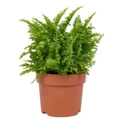 Nephrolepis Exaltata Vitale - Compact Sword Fern 9 Nephrolepis Exaltata Vitale - Compact Sword Fern -Garden Potted Plant Shop Nephrolepis exaltata Vitale Compact Sword Fern 12x20cm