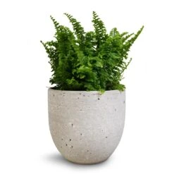 Nephrolepis Exaltata Vitale - Compact Sword Fern 10 Nephrolepis Exaltata Vitale - Compact Sword Fern -Garden Potted Plant Shop Nephrolepis exaltata Vitale Compact Sword Fern 12x20cm Cas Plant Pot Cool Grey 15x13cm