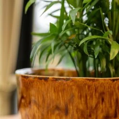 Nolan Plant Pot - Caramel -Garden Potted Plant Shop Nolan Caramel 3