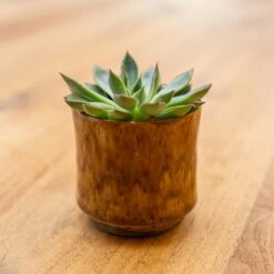 Nolan Plant Pot - Caramel -Garden Potted Plant Shop Nolan Caramel 4