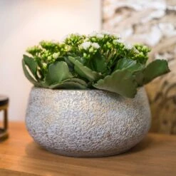 Noor Plant Bowl - Metallic Grey -Garden Potted Plant Shop Noor Plant Bowl Metallic Grey 2
