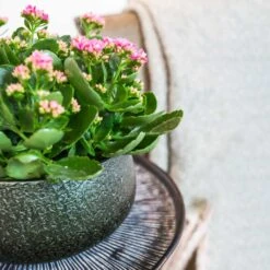 Noor Plant Bowl - Velvet Green -Garden Potted Plant Shop Noor Plant Bowl Velvet Green 1