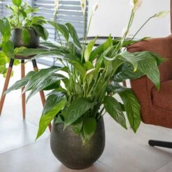 Noor Plant Pot - Velvet Green -Garden Potted Plant Shop Noor Plant Pot Velvet Green 2