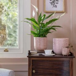 Ocean Glaze Plant Pot - Morganite 18 Ocean Glaze Plant Pot - Morganite -Garden Potted Plant Shop Ocean Glaze Plant Pot Morganite 16 x 16cm