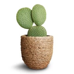 Cody Plant Pot - Straw Grass -Garden Potted Plant Shop Opuntia microdasys Bunny Ear Cactus 10.5x15cm Cody Plant Pot Straw Grass 3b3d646c 600a 49ac b3eb b6630979e44a