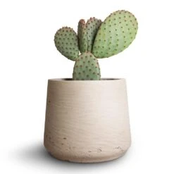 Patt Plant Pot - Grey Washed 36 Patt Plant Pot - Grey Washed -Garden Potted Plant Shop Opuntia microdasys Bunny Ear Cactus 10.5x15cm Patt Plant Pot Grey Washed 7eacf662 3b29 429b b6f4 1321dbae0f22