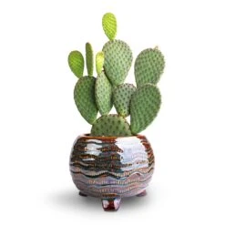 Dewi Plant Pot - Marrakesh 21 Dewi Plant Pot - Marrakesh -Garden Potted Plant Shop Opuntia microdasys Bunny Ear Cactus 12x20cm Dewi Plant Pot Marrakesh 18x14cm a680b3c4 dfe2 432e a6b1 4b79dce90d18