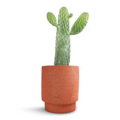 Chao Plant Pot - Terra -Garden Potted Plant Shop Opuntia rubescens Consolea Road Kill Cactus 17x35cm Chao Plant Pot Terra 19.5x22.5cm f66edb1c 7ecd 4465 9c25 fe643934be04