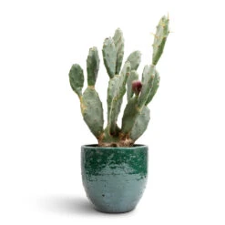 Jolin Plant Pot - Forest -Garden Potted Plant Shop Opuntia vulgaris Prickly Pear Cactus 17x50cm Jolin Plant Pot Forest 20x18cm 85b44294 f69f 45c0 b708 c80b24752d9e
