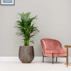 Opus Hit Darcy Planter - Gold -Garden Potted Plant Shop Opus Hit Darcy Planter Gold Kentia Palm Indoor Plant