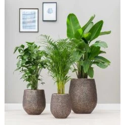 Opus Hit Darcy Planter - Gold -Garden Potted Plant Shop Opus Hit Darcy Planter Gold Lifestyle