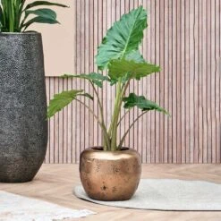 Opus Raw Couple Planter - Gold -Garden Potted Plant Shop Opus Raw Couple Planter Gold