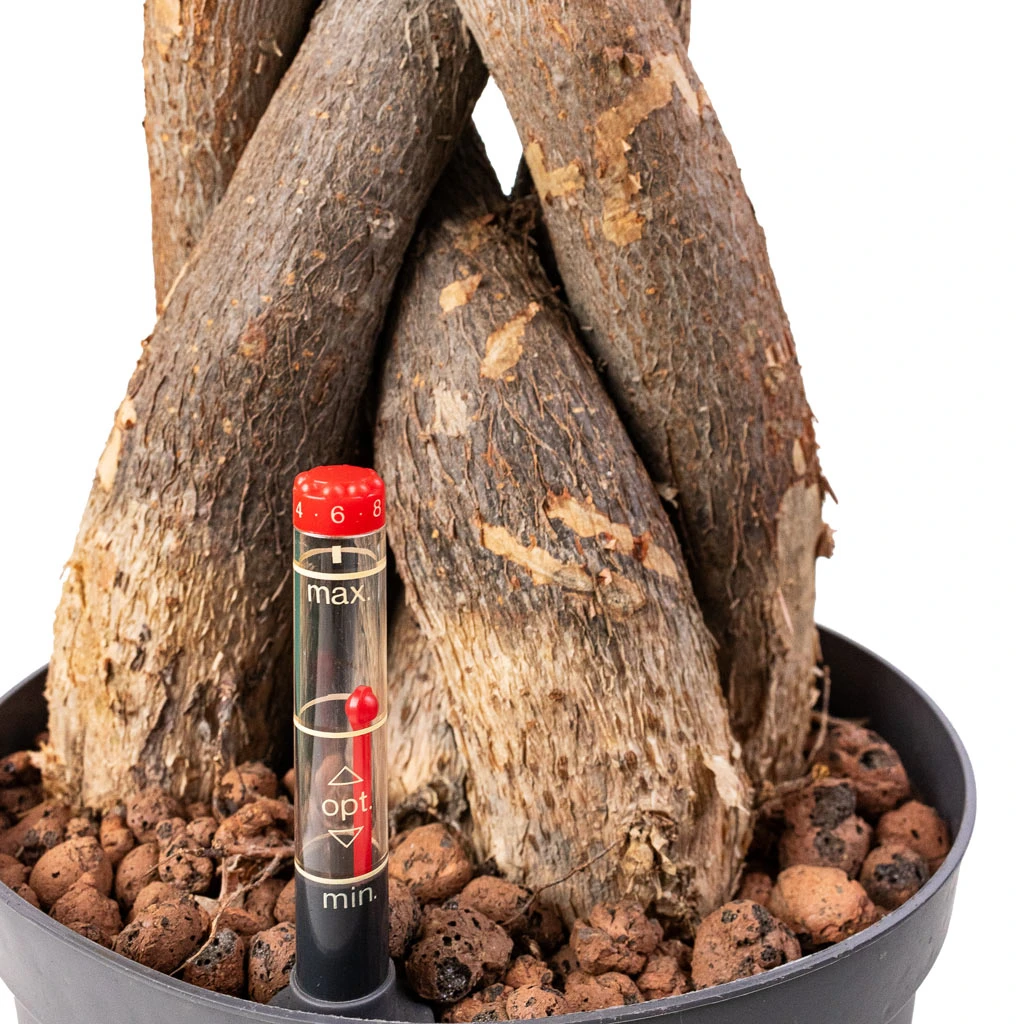 Pachira Aquatica - HydroCare 2 Pachira Aquatica - HydroCare - Image 2