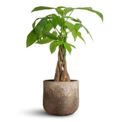 Albero Plant Pot - Cement -Garden Potted Plant Shop Pachira aquatica Money Tree 12x40cm Albero Plant Pot Cement 16x14cm