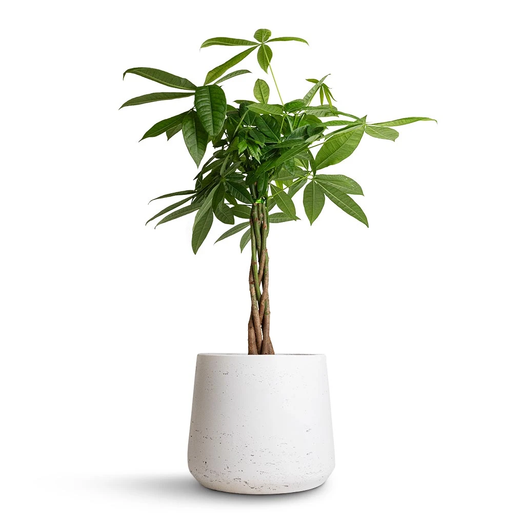 Patt Plant Pot - White Washed 7 Patt Plant Pot - White Washed - Image 7