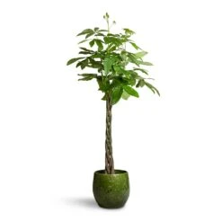 Aimee Plant Pot - Pear -Garden Potted Plant Shop Pachira aquatica Money Tree 24x140cm Aimee Plant Pot Pear 38x34cm 2 85fa2454 48f9 4975 8251 d9e0716c1afd