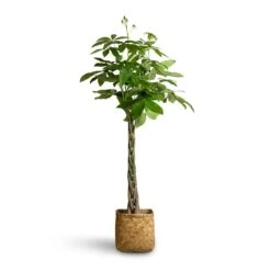 Kobe Bamboo Planter -Garden Potted Plant Shop Pachira aquatica Money Tree 24x140cm Kobe Bamboo Planter 30x30x31cm 5ba7b36a a377 4fc2 bb0d dac79e529c77
