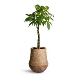 Polystone Coated Darcy Planter - Rock -Garden Potted Plant Shop Pachira aquatica Money Tree 27x140cm Polystone Coated Darcy Planter Rock 47x56.5cm 25c597d1 04bc 4f86 a467 e7d20b668b97