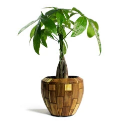 Facets Couple Planter - Jenga 14 Facets Couple Planter - Jenga -Garden Potted Plant Shop Pachira aquatica Money Tree Facets Couple Planter Jenga