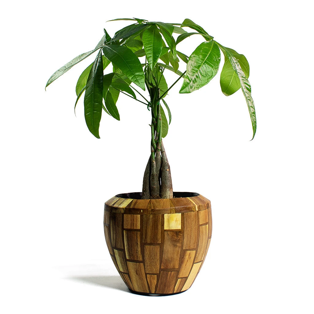 Facets Couple Planter - Jenga 5 Facets Couple Planter - Jenga - Image 5