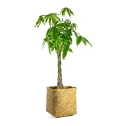 Kobe Bamboo Planter -Garden Potted Plant Shop Pachira aquatica Money Tree Kobe Bamboo Planter plant pot 782d6ef9 8bb1 4ad4 b6ea fe0f9f066e7e