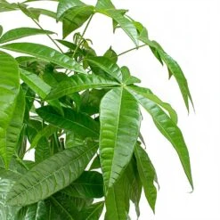 Pachira Aquatica - HydroCare 7 Pachira Aquatica - HydroCare -Garden Potted Plant Shop Pachira aquatica Money Tree Leaves 2536bafe 3989 4697 8c6a 8097cac72c2c