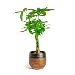 Mya Plant Pot - Shiny Mocha -Garden Potted Plant Shop Pachira aquatica Money Tree Mya Plant Pot Shiny Mocha 22cm 7d008464 9f12 4a6f 98c1 982db41f812e