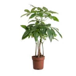 Pachira Aquatica - Multi Stem - Money Tree -Garden Potted Plant Shop Pachira aquatica MultI Stem Money Tree 17x65cm 2