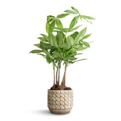 Pachira Aquatica - Multi Stem - Money Tree -Garden Potted Plant Shop Pachira aquatica Multi Stem Money Tree 17x65cm Jim Plant Pot Shell 19x16cm 5eba2cb7 6254 43ff b696 fa60b4b2b090