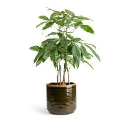 Pachira Aquatica - Multi Stem - Money Tree -Garden Potted Plant Shop Pachira aquatica Multi Stem Money Tree 17x65cm Jordy Plant Pot Forest Green 23x21cm