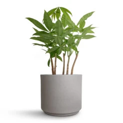 Pachira Aquatica - Multi Stem - Money Tree -Garden Potted Plant Shop Pachira aquatica Multi Stem Money Tree 17x65cm Leon Plant Pot Cement 22x19.5cm cd28d002 51ad 413d aa8b b9e286f204cd