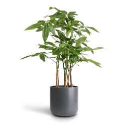 Pachira Aquatica - Multi Stem - Money Tree -Garden Potted Plant Shop Pachira aquatica Multi Stem Money Tree 17x65cm Lisbon Plant Pot Charcoal 21x21cm