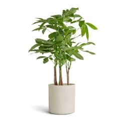Puk Refined Planter - Natural White -Garden Potted Plant Shop Pachira aquatica Multi Stem Money Tree 17x65cm Puk Refined Planter Natural White 20x20cm