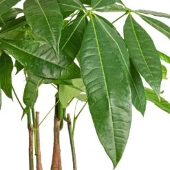 Pachira Aquatica - Multi Stem - Money Tree -Garden Potted Plant Shop Pachira aquatica Multi Stem Money Tree 17x65cm SWATCH 3