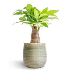 Pachira Aquatica - Thick Trunk - Money Tree -Garden Potted Plant Shop Pachira aquatica Thick Trunk Money Tree 12x40cm Iris Plant Pot Mint 15x14cm fe2def25 2fdc 4715 97bb 67f424554bb9