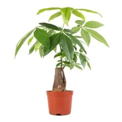 Pachira Aquatica - Thick Trunk - Money Tree -Garden Potted Plant Shop Pachira aquatica Thick Trunk Money Tree 14x45cm