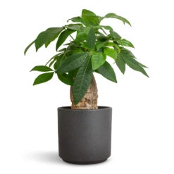 Pachira Aquatica - Thick Trunk - Money Tree -Garden Potted Plant Shop Pachira aquatica Thick Trunk Money Tree 14x45cm Leon Plant Pot Granite 14.5x12cm a0bfe33f 8d2c 43b0 b7b8 8c9e989be4e3