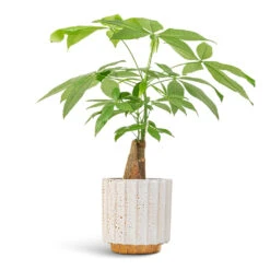 Pachira Aquatica - Thick Trunk - Money Tree -Garden Potted Plant Shop Pachira aquatica Thick Trunk Money Tree 14x45cm Lugano Scalloped Plant Pot Mustard 16x16cm