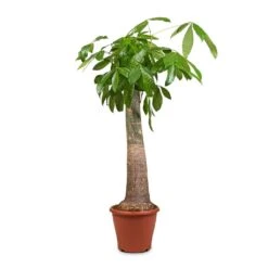 Pachira Aquatica - Thick Trunk - Money Tree -Garden Potted Plant Shop Pachira aquatica Thick Trunk Money Tree