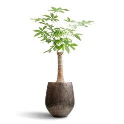 Pachira Aquatica - Thick Trunk - Money Tree -Garden Potted Plant Shop Pachira aquatica Thick Trunk Money Tree 26x140cm Opus Hit Darcy Planter Gold 45x48cm