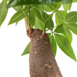 Pachira Aquatica - Thick Trunk - Money Tree -Garden Potted Plant Shop Pachira aquatica Thick Trunk Money Tree SWATCH Small