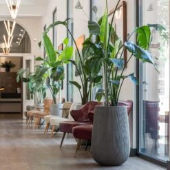 Patt High Plant Vase - Ridged Dark Grey -Garden Potted Plant Shop Patt High Plant Vase Ridged Dark Grey Strelitzia Houseplant