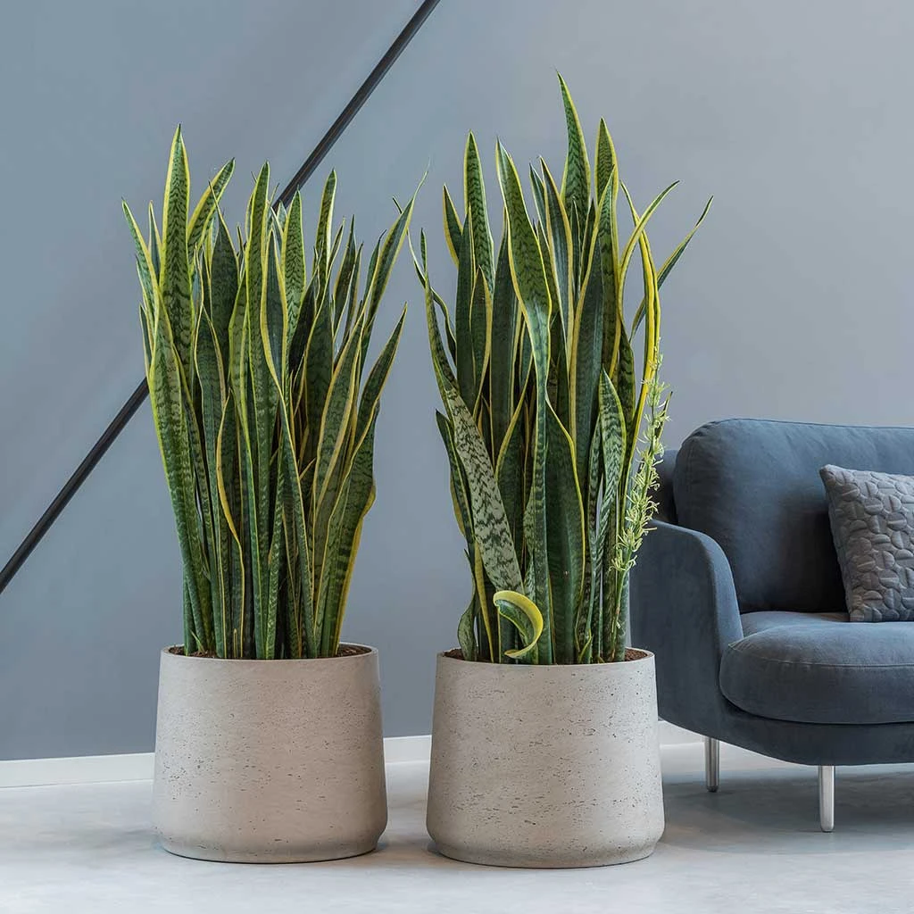 Patt Plant Pot - Grey Washed 2 Patt Plant Pot - Grey Washed - Image 2