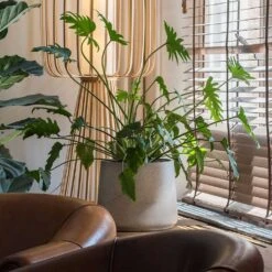 Patt Plant Pot - Grey Washed 29 Patt Plant Pot - Grey Washed -Garden Potted Plant Shop Patt Plant Pot Grey Washed Xanadu Houseplant