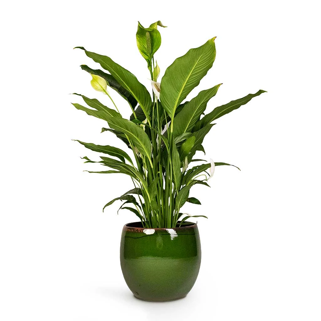 Charlotte Plant Pot - Green 15 Charlotte Plant Pot - Green - Image 15