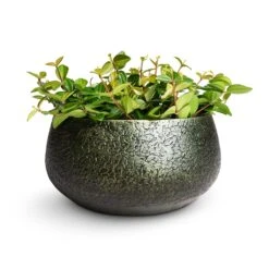 Noor Plant Bowl - Velvet Green -Garden Potted Plant Shop Peperomia angulata rocca scuro Dark Green Beetle Radiator Plant 12x20cm Noor Plant Bowl Velvet Green 28x13cm 62e671b3 e4fa 4be3 83ff 3d10f8c20f90
